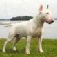 bull terrier